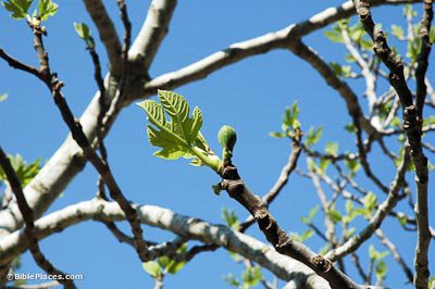 fig-on-tree-yad-hashmonah-tb0325005781-bibleplaces5343680588979913057.jpg